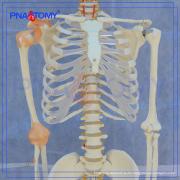 PNT-0104 Modelo de enseñanza para la biología 180 cm de alto modelo de esqueleto con ligamento de la articulación